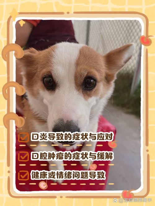 狗狗没精神发抖怎么办_狗狗没精神轻微发抖是否感冒了-第6张图片-后鲨宠物 狗狗没精神发抖怎么办_狗狗没精神轻微发抖是否感冒了-第6张图片-后鲨宠物