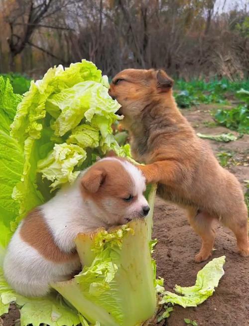 狗狗吃白菜好吗，狗狗吃大白菜？-第4张图片-后鲨宠物