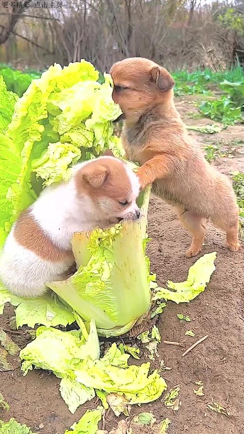 狗狗吃白菜好吗，狗狗吃大白菜？-第6张图片-后鲨宠物