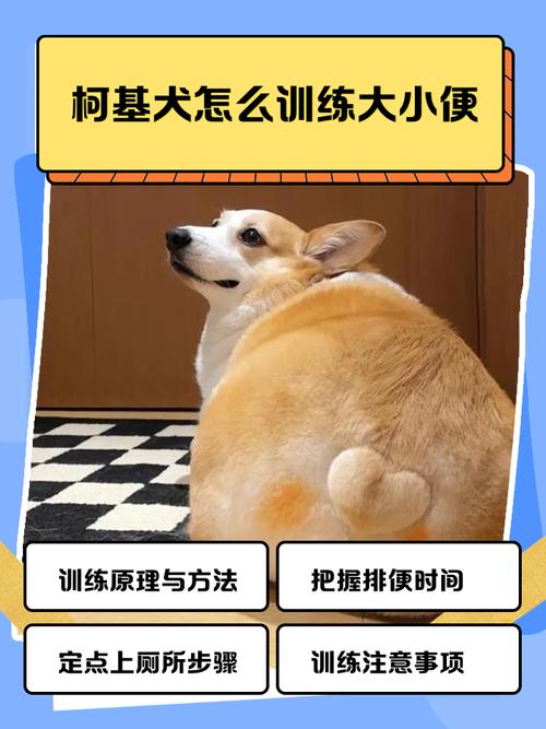 狗狗拉粑粑怎么训练,狗狗拉粑粑怎么教?-第5张图片-后鲨宠物 狗狗拉粑粑怎么训练,狗狗拉粑粑怎么教?-第5张图片-后鲨宠物