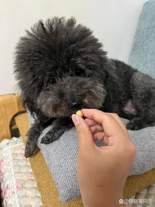 狗狗可以吃新鲜莲子吗,小狗能不能吃莲子?-第4张图片-后鲨宠物 狗狗可以吃新鲜莲子吗,小狗能不能吃莲子?-第4张图片-后鲨宠物