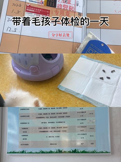 狗狗打疫苗可以推迟吗_狗狗打疫苗推迟一两天行吗-第2张图片-后鲨宠物 狗狗打疫苗可以推迟吗_狗狗打疫苗推迟一两天行吗-第2张图片-后鲨宠物