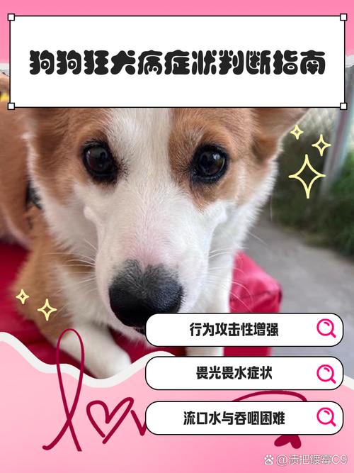 狗狗打疫苗可以推迟吗_狗狗打疫苗推迟一两天行吗-第4张图片-后鲨宠物 狗狗打疫苗可以推迟吗_狗狗打疫苗推迟一两天行吗-第4张图片-后鲨宠物