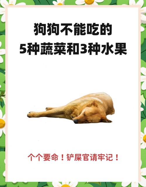 狗狗能吃豆芽吗,狗狗可以吃豆芽嘛-第5张图片-后鲨宠物 狗狗能吃豆芽吗,狗狗可以吃豆芽嘛-第5张图片-后鲨宠物