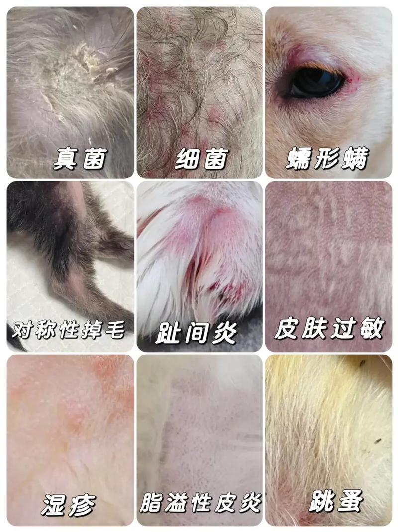 狗狗皮肤病怎么引起的_狗狗皮肤病怎么办?