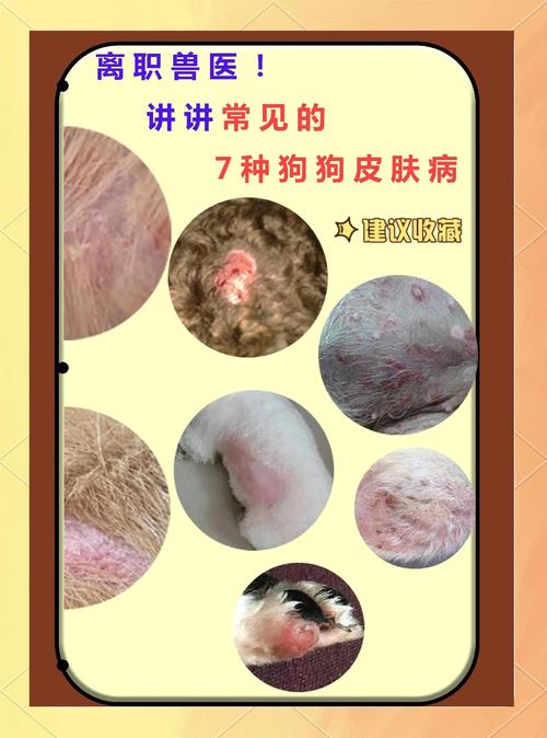 狗狗皮肤病怎么引起的_狗狗皮肤病怎么办?-第4张图片-后鲨宠物 狗狗皮肤病怎么引起的_狗狗皮肤病怎么办?-第4张图片-后鲨宠物