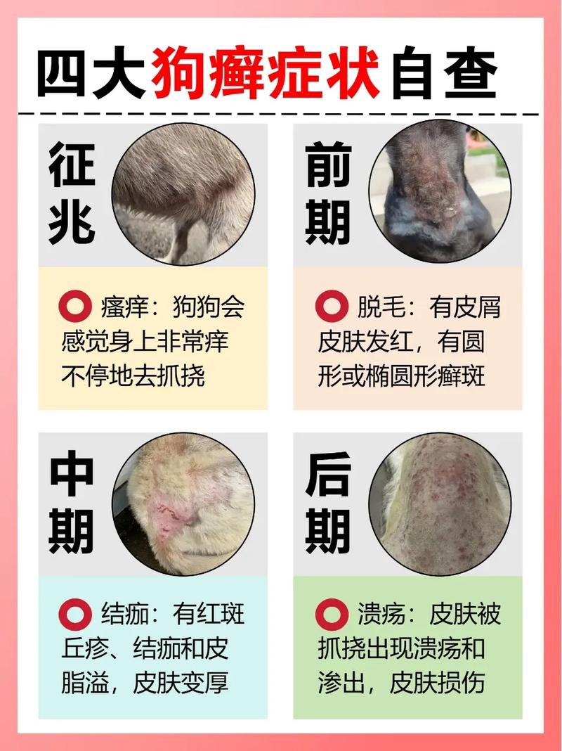 狗狗皮肤病怎么引起的_狗狗皮肤病怎么办?-第6张图片-后鲨宠物 狗狗皮肤病怎么引起的_狗狗皮肤病怎么办?-第6张图片-后鲨宠物