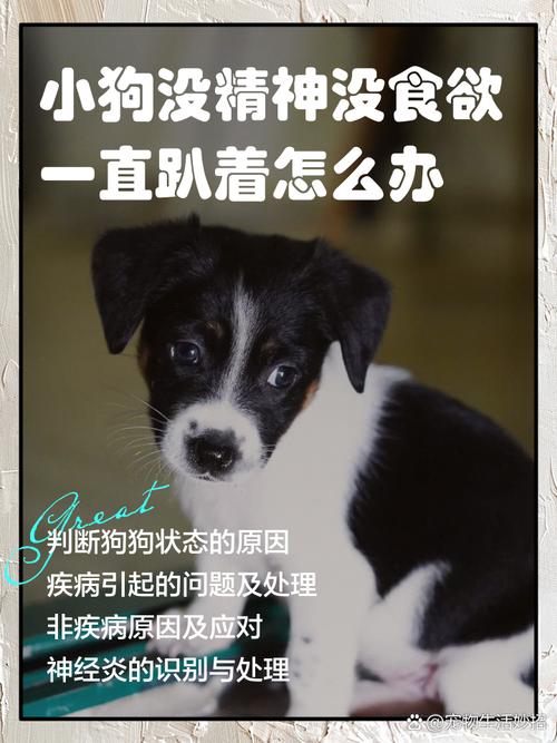 狗狗变懒了是怎么回事,狗狗最近怎么变懒了?-第1张图片-后鲨宠物 狗狗变懒了是怎么回事,狗狗最近怎么变懒了?-第1张图片-后鲨宠物