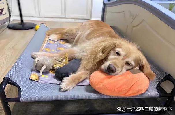 狗狗变懒了是怎么回事,狗狗最近怎么变懒了?-第5张图片-后鲨宠物 狗狗变懒了是怎么回事,狗狗最近怎么变懒了?-第5张图片-后鲨宠物