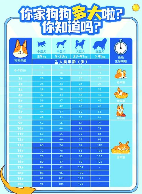 三个月的狗狗相当于人多大_狗狗几个月开始懂事-第1张图片-后鲨宠物 三个月的狗狗相当于人多大_狗狗几个月开始懂事-第1张图片-后鲨宠物