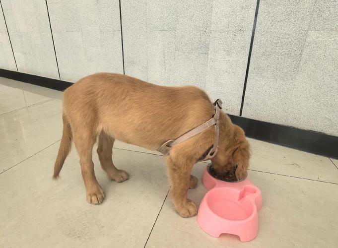 三个月的狗狗相当于人多大_狗狗几个月开始懂事-第4张图片-后鲨宠物 三个月的狗狗相当于人多大_狗狗几个月开始懂事-第4张图片-后鲨宠物