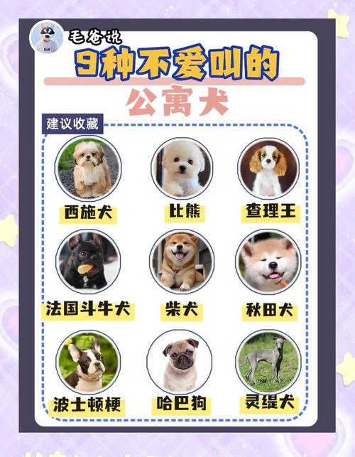  安静的狗狗品种，安静的狗狗排名