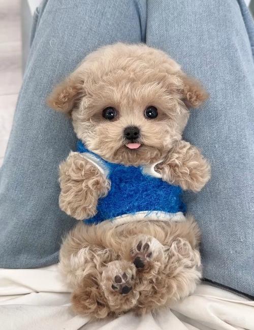 安静的狗狗品种,安静的狗狗排名-第4张图片-后鲨宠物 安静的狗狗品种,安静的狗狗排名-第4张图片-后鲨宠物