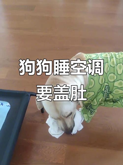 狗狗吹空调要注意什么_狗狗吹空调注意事项-第5张图片-后鲨宠物