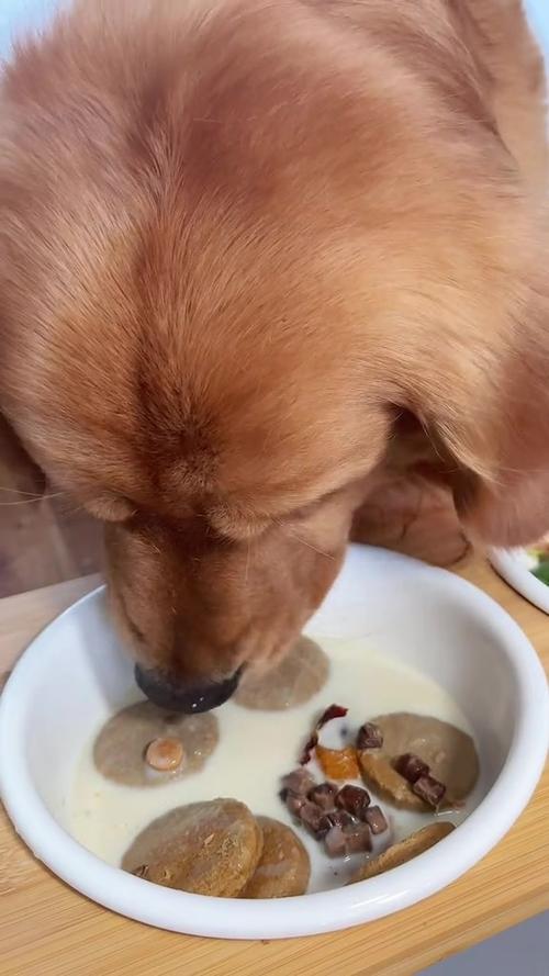 狗狗能吃油条吗_狗狗可不可以吃油条-第3张图片-后鲨宠物 狗狗能吃油条吗_狗狗可不可以吃油条-第3张图片-后鲨宠物