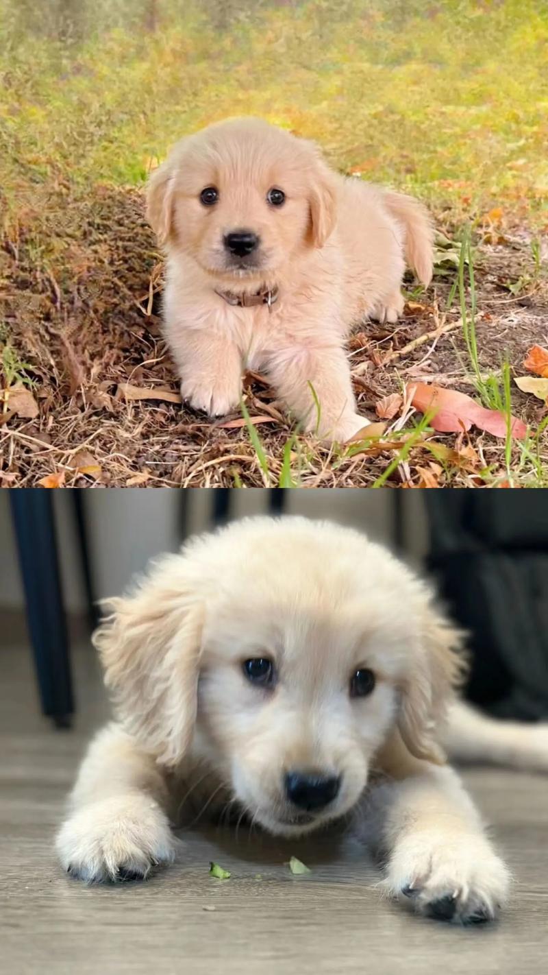 狗狗能吃油条吗_狗狗可不可以吃油条-第4张图片-后鲨宠物 狗狗能吃油条吗_狗狗可不可以吃油条-第4张图片-后鲨宠物