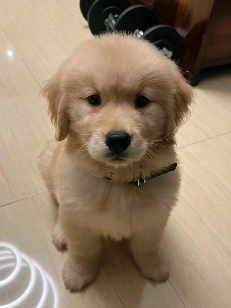 狗狗能吃油条吗_狗狗可不可以吃油条-第5张图片-后鲨宠物 狗狗能吃油条吗_狗狗可不可以吃油条-第5张图片-后鲨宠物