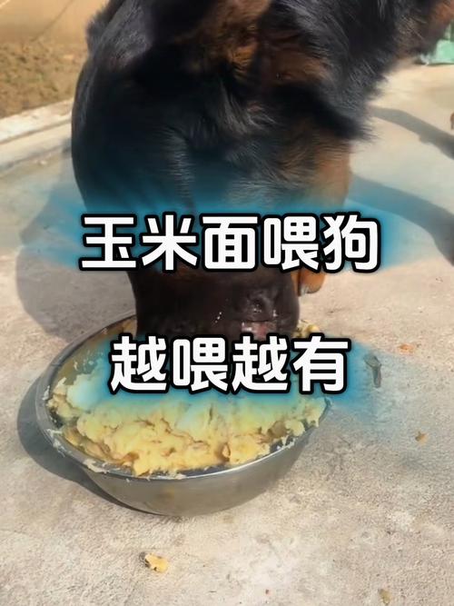 狗狗可以吃面食吗,狗狗能吃面吗?-第4张图片-后鲨宠物 狗狗可以吃面食吗,狗狗能吃面吗?-第4张图片-后鲨宠物