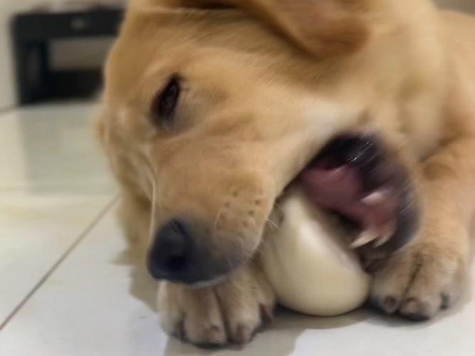 狗狗可以吃面食吗,狗狗能吃面吗?-第5张图片-后鲨宠物 狗狗可以吃面食吗,狗狗能吃面吗?-第5张图片-后鲨宠物