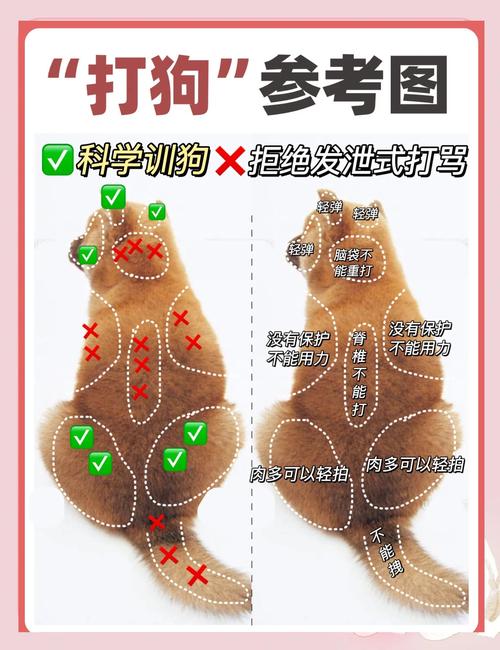  教训狗狗应该打哪里，教训狗狗应该打哪里的疫苗-第1张图片-后鲨宠物