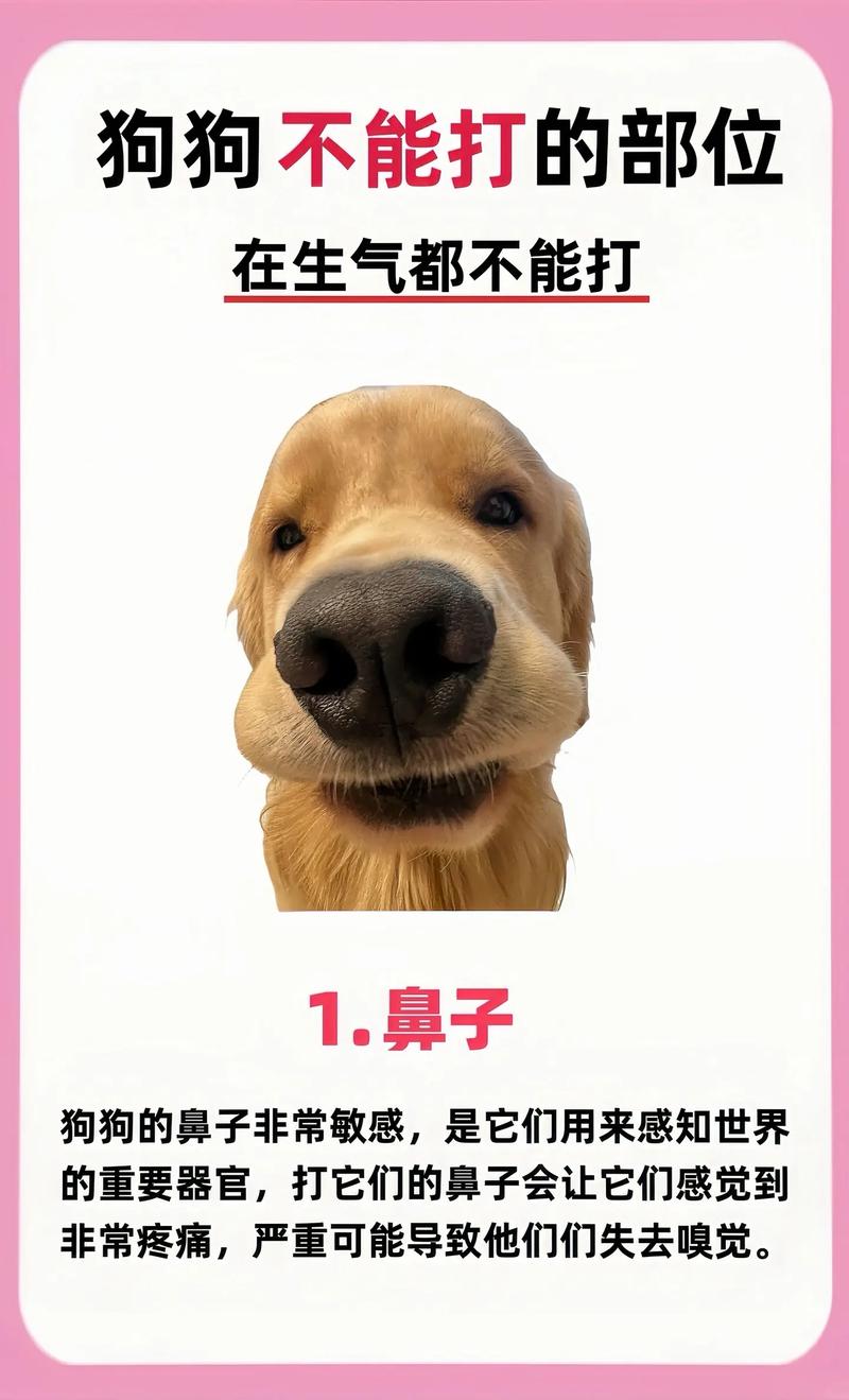  教训狗狗应该打哪里，教训狗狗应该打哪里的疫苗-第4张图片-后鲨宠物