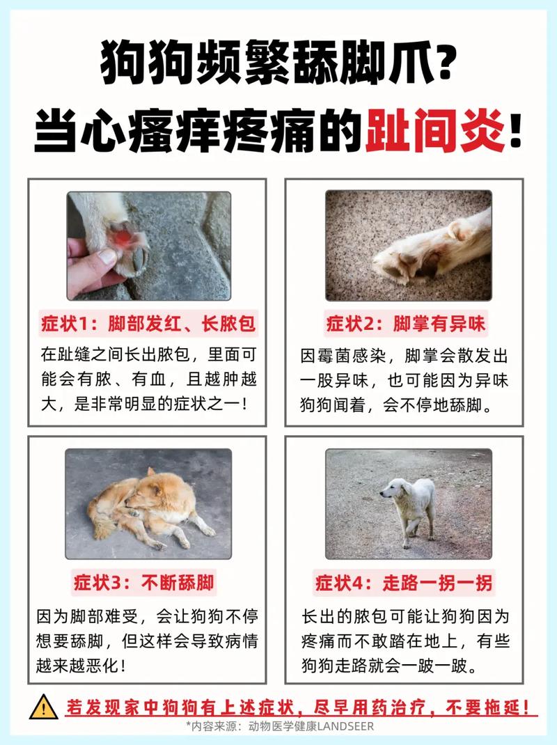 狗狗得了甲沟炎怎么办_狗狗得了甲沟炎自己能好吗-第1张图片-后鲨宠物 狗狗得了甲沟炎怎么办_狗狗得了甲沟炎自己能好吗-第1张图片-后鲨宠物