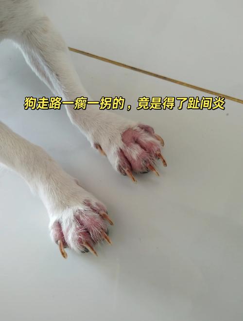狗狗得了甲沟炎怎么办_狗狗得了甲沟炎自己能好吗-第5张图片-后鲨宠物 狗狗得了甲沟炎怎么办_狗狗得了甲沟炎自己能好吗-第5张图片-后鲨宠物