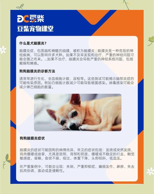 狗狗脑膜炎怎么治疗,狗狗脑膜炎怎么治疗效果好-第1张图片-后鲨宠物 狗狗脑膜炎怎么治疗,狗狗脑膜炎怎么治疗效果好-第1张图片-后鲨宠物