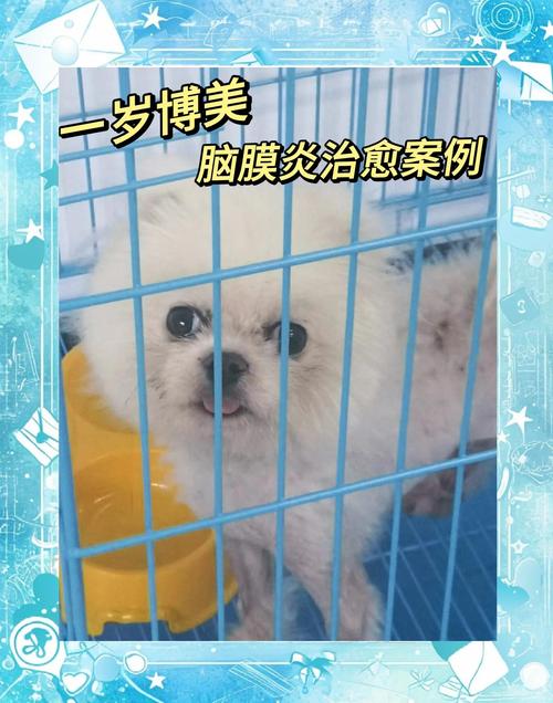 狗狗脑膜炎怎么治疗,狗狗脑膜炎怎么治疗效果好-第5张图片-后鲨宠物 狗狗脑膜炎怎么治疗,狗狗脑膜炎怎么治疗效果好-第5张图片-后鲨宠物