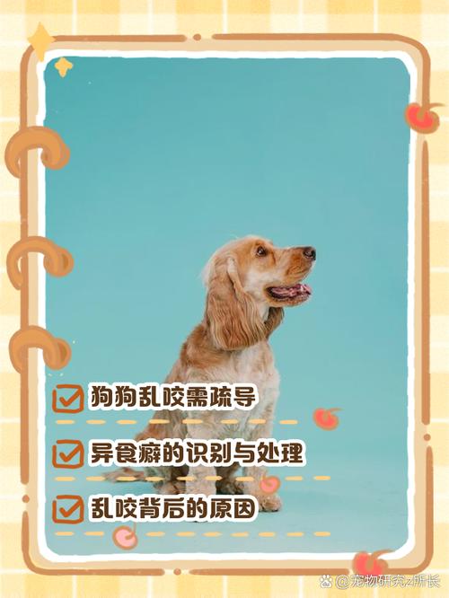 如何让狗狗不乱咬东西,怎么能让狗不乱咬?-第4张图片-后鲨宠物 如何让狗狗不乱咬东西,怎么能让狗不乱咬?-第4张图片-后鲨宠物