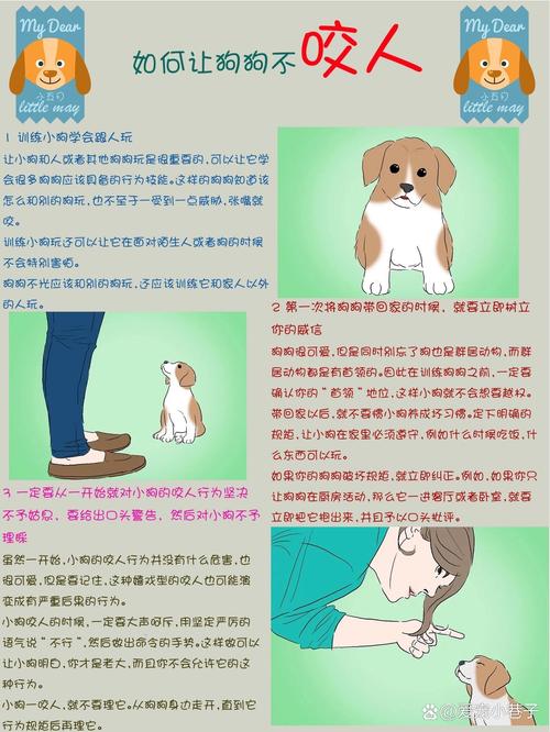 如何让狗狗不乱咬东西,怎么能让狗不乱咬?-第6张图片-后鲨宠物 如何让狗狗不乱咬东西,怎么能让狗不乱咬?-第6张图片-后鲨宠物