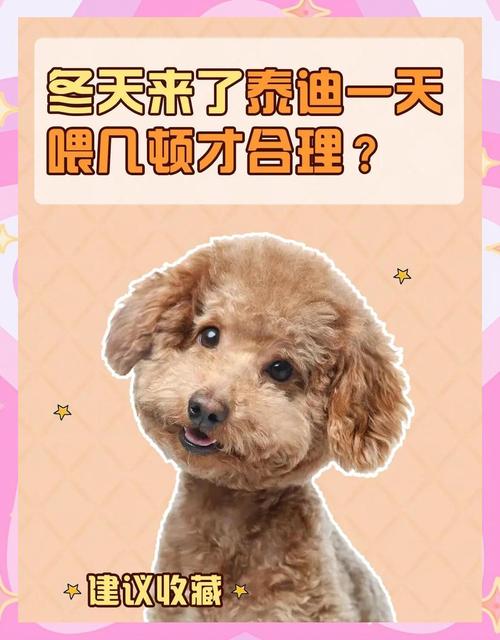  泰迪狗狗一天喂几次，泰迪狗狗一天喂几次比较好一点-第2张图片-后鲨宠物