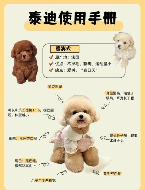  泰迪狗狗一天喂几次，泰迪狗狗一天喂几次比较好一点-第6张图片-后鲨宠物