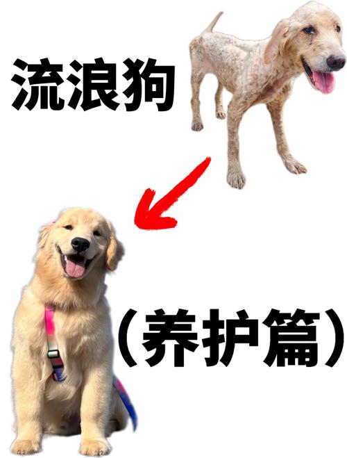 怎么与狗狗建立信任,怎么和狗狗培养信任-第2张图片-后鲨宠物 怎么与狗狗建立信任,怎么和狗狗培养信任-第2张图片-后鲨宠物