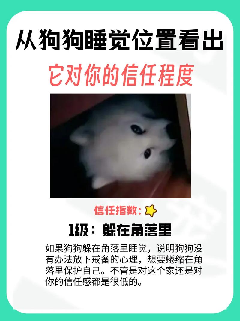 怎么与狗狗建立信任,怎么和狗狗培养信任-第3张图片-后鲨宠物 怎么与狗狗建立信任,怎么和狗狗培养信任-第3张图片-后鲨宠物