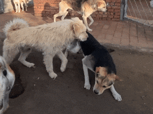 狗狗几个月开始发情_发了情的狗狗怎么处理-第3张图片-后鲨宠物 狗狗几个月开始发情_发了情的狗狗怎么处理-第3张图片-后鲨宠物