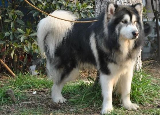 狗狗几个月开始发情_发了情的狗狗怎么处理-第4张图片-后鲨宠物 狗狗几个月开始发情_发了情的狗狗怎么处理-第4张图片-后鲨宠物