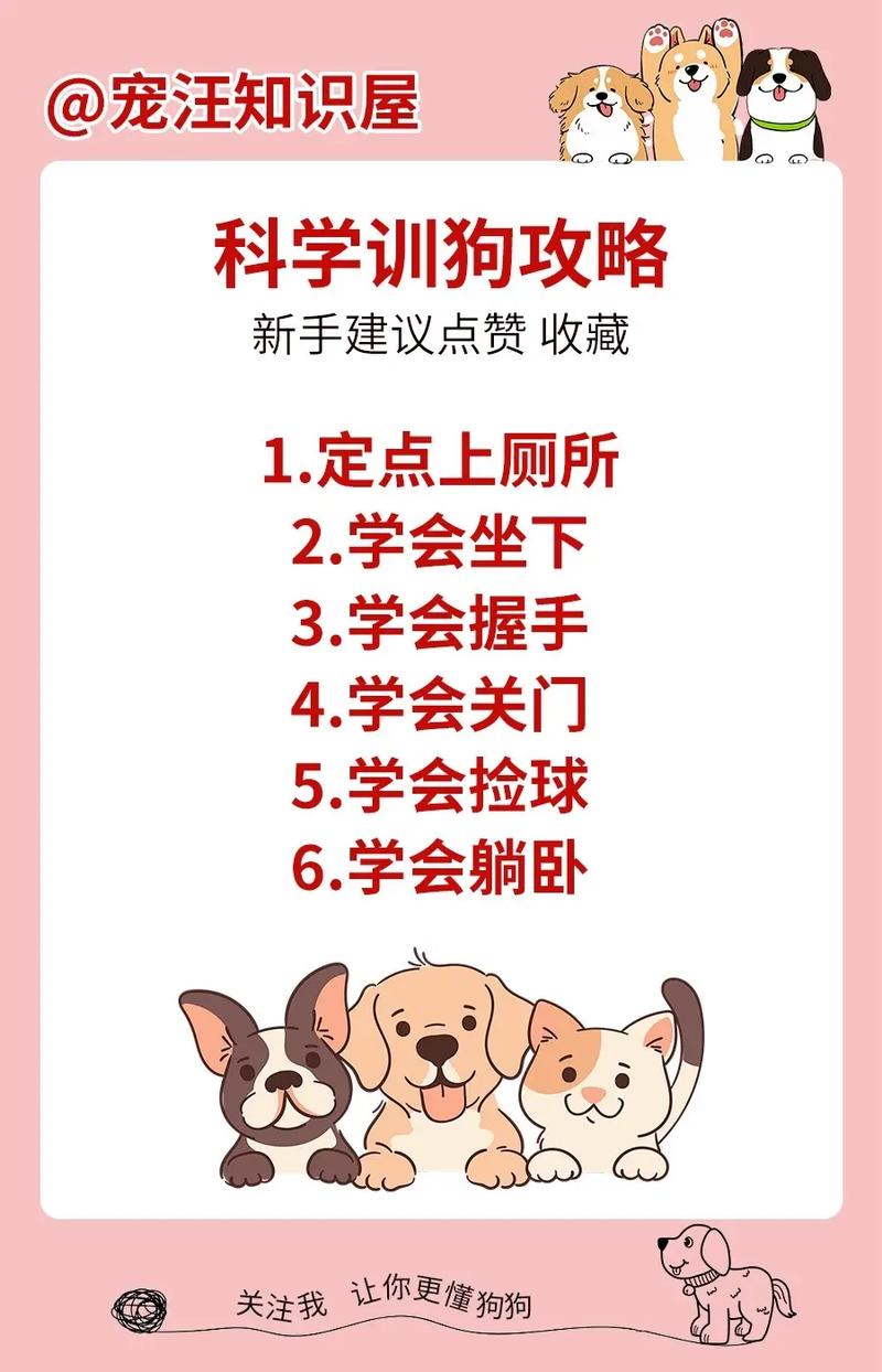 怎么训练狗狗捡球,训练狗狗捡球视频?-第5张图片-后鲨宠物 怎么训练狗狗捡球,训练狗狗捡球视频?-第5张图片-后鲨宠物