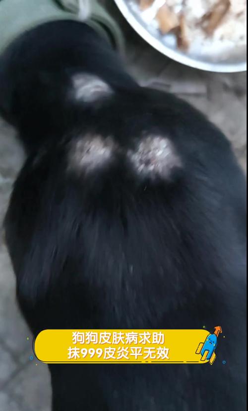  狗狗可以用皮炎平吗，狗子能用皮炎平吗