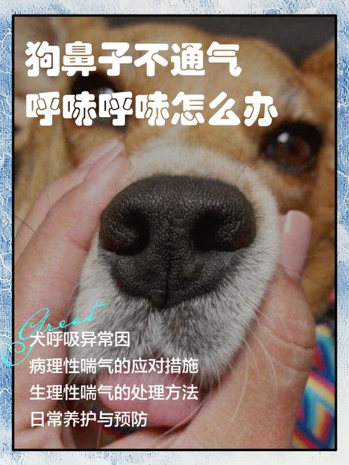 狗狗鼻子堵塞怎么办_狗狗鼻子堵了怎么回事-第3张图片-后鲨宠物 狗狗鼻子堵塞怎么办_狗狗鼻子堵了怎么回事-第3张图片-后鲨宠物