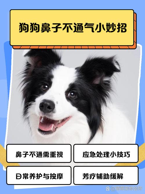 狗狗鼻子堵塞怎么办_狗狗鼻子堵了怎么回事-第4张图片-后鲨宠物 狗狗鼻子堵塞怎么办_狗狗鼻子堵了怎么回事-第4张图片-后鲨宠物