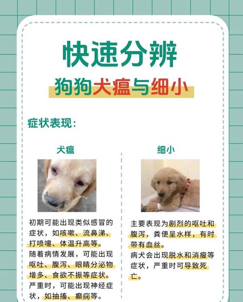 怎么预防狗狗得细小和犬瘟,怎么预防狗狗得细小和犬瘟的症状?-第5张图片-后鲨宠物 怎么预防狗狗得细小和犬瘟,怎么预防狗狗得细小和犬瘟的症状?-第5张图片-后鲨宠物