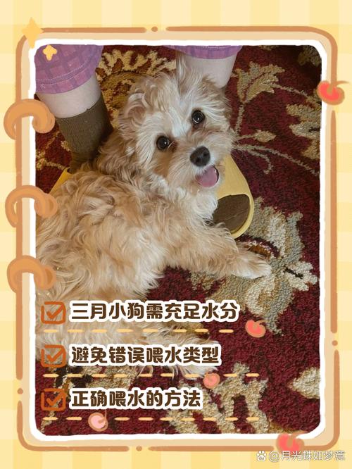 三个月狗狗能洗澡吗，3个月的狗狗能洗澡吗？