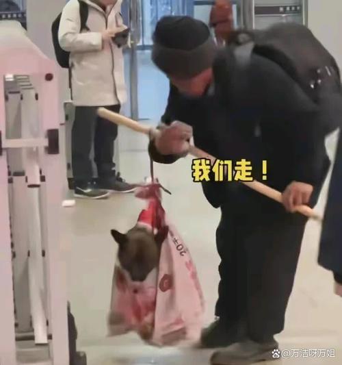 狗狗可以坐车吗_狗狗可以坐小车吗