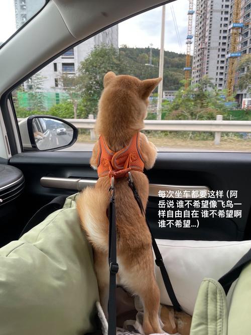 狗狗可以坐车吗_狗狗可以坐小车吗-第3张图片-后鲨宠物 狗狗可以坐车吗_狗狗可以坐小车吗-第3张图片-后鲨宠物