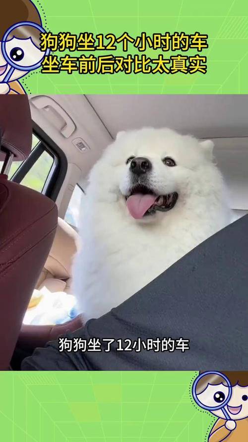 狗狗可以坐车吗_狗狗可以坐小车吗-第5张图片-后鲨宠物 狗狗可以坐车吗_狗狗可以坐小车吗-第5张图片-后鲨宠物