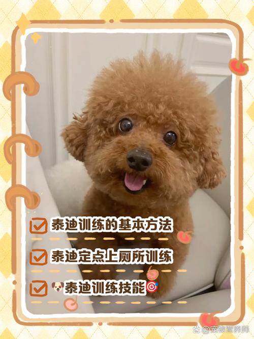 如何训练泰迪狗狗_如何训练泰迪狗狗不乱叫不乱咬人-第1张图片-后鲨宠物 如何训练泰迪狗狗_如何训练泰迪狗狗不乱叫不乱咬人-第1张图片-后鲨宠物