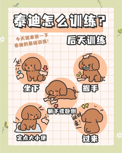 如何训练泰迪狗狗_如何训练泰迪狗狗不乱叫不乱咬人-第5张图片-后鲨宠物 如何训练泰迪狗狗_如何训练泰迪狗狗不乱叫不乱咬人-第5张图片-后鲨宠物