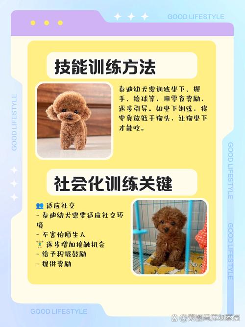 如何训练泰迪狗狗_如何训练泰迪狗狗不乱叫不乱咬人-第6张图片-后鲨宠物 如何训练泰迪狗狗_如何训练泰迪狗狗不乱叫不乱咬人-第6张图片-后鲨宠物