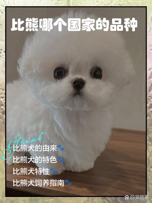 比熊犬是哪个国家的狗狗_比熊犬是什么国家的